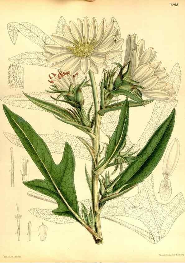 Reproducción/Reproduction 34607101983: Curtis's botanical magazine.. London ; New York [etc.] :Academic Press [etc.]