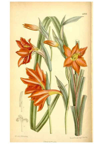 Reproducción/Reproduction 34607104743: Curtis's botanical magazine.. London ; New York [etc.] :Academic Press [etc.]
