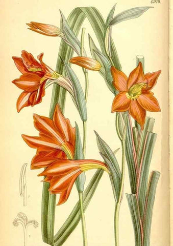 Reproducción/Reproduction 34607104743: Curtis's botanical magazine.. London ; New York [etc.] :Academic Press [etc.]
