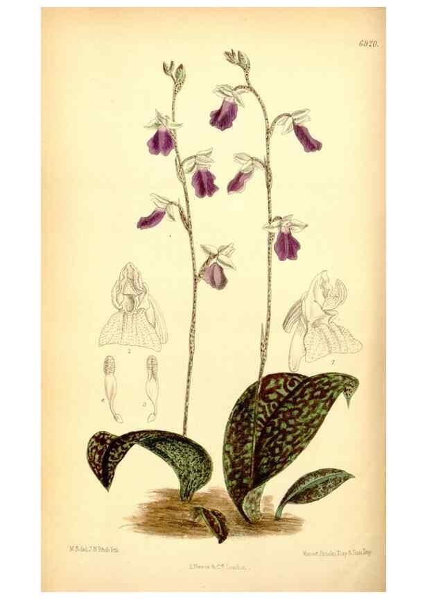 Reproducción/Reproduction 35416682995: Curtis's botanical magazine.. London ; New York [etc.] :Academic Press [etc.]