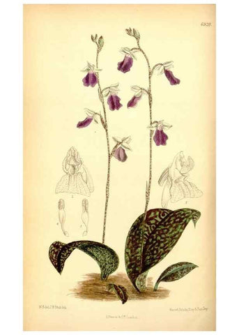 Reproducción/Reproduction 35416682995: Curtis's botanical magazine.. London ; New York [etc.] :Academic Press [etc.]