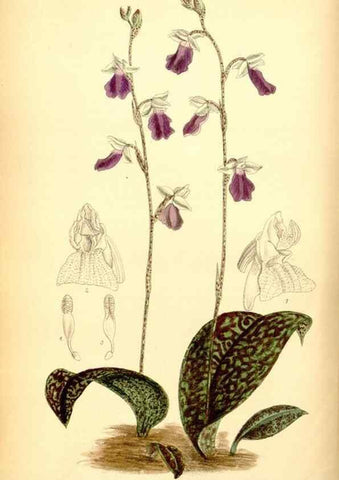 Reproducción/Reproduction 35416682995: Curtis's botanical magazine.. London ; New York [etc.] :Academic Press [etc.]