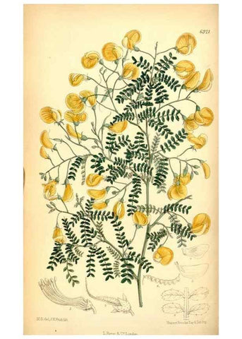 Reproducción/Reproduction 35416685345: Curtis's botanical magazine.. London ; New York [etc.] :Academic Press [etc.]