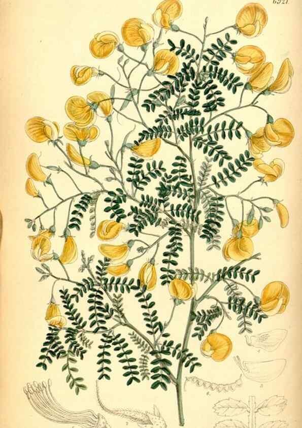 Reproducción/Reproduction 35416685345: Curtis's botanical magazine.. London ; New York [etc.] :Academic Press [etc.]