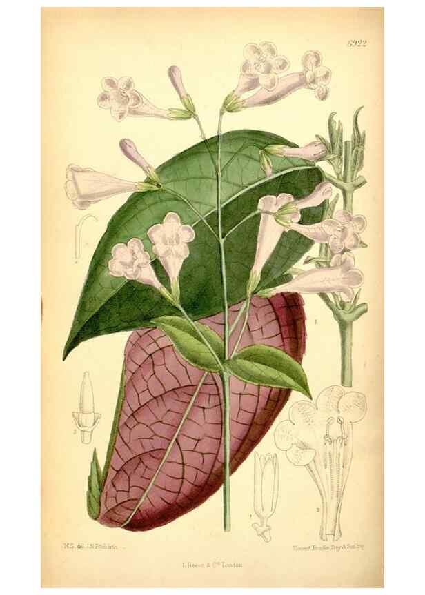 Reproducción/Reproduction 35416687815: Curtis's botanical magazine.. London ; New York [etc.] :Academic Press [etc.]