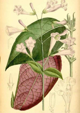 Reproducción/Reproduction 35416687815: Curtis's botanical magazine.. London ; New York [etc.] :Academic Press [etc.]