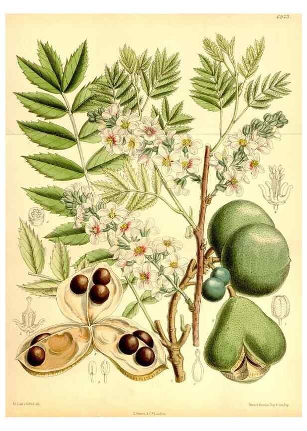 Reproducción/Reproduction 35416690235: Curtis's botanical magazine.. London ; New York [etc.] :Academic Press [etc.]