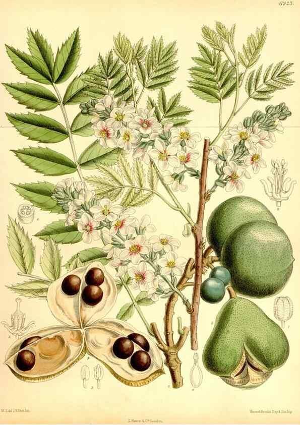 Reproducción/Reproduction 35416690235: Curtis's botanical magazine.. London ; New York [etc.] :Academic Press [etc.]