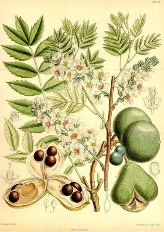 Reproducción/Reproduction 35416690235: Curtis's botanical magazine.. London ; New York [etc.] :Academic Press [etc.]