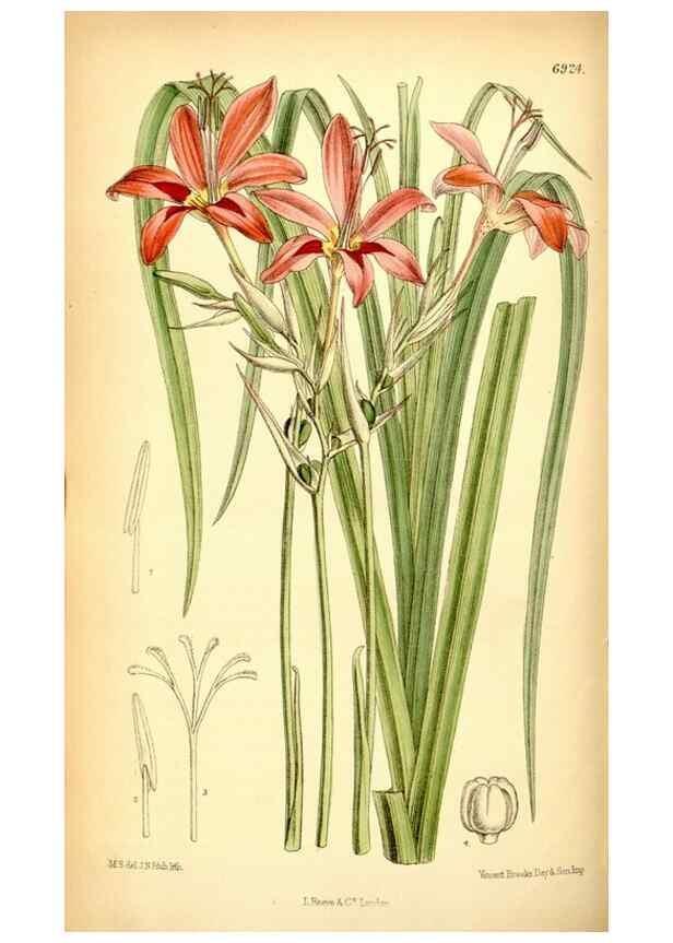 Reproducción/Reproduction 35416693105: Curtis's botanical magazine.. London ; New York [etc.] :Academic Press [etc.]