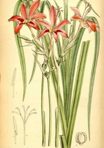 Reproducción/Reproduction 35416693105: Curtis's botanical magazine.. London ; New York [etc.] :Academic Press [etc.]