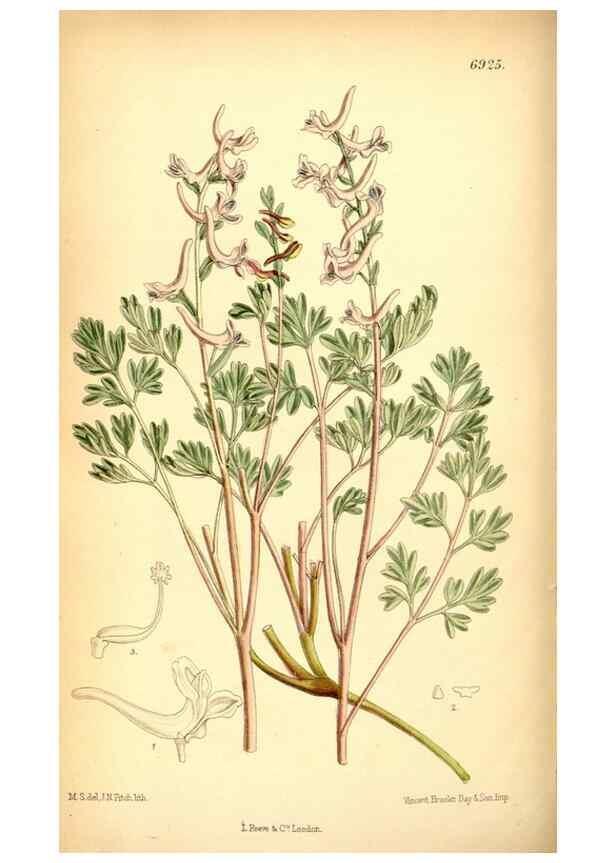 Reproducción/Reproduction 35029658800: Curtis's botanical magazine.. London ; New York [etc.] :Academic Press [etc.]