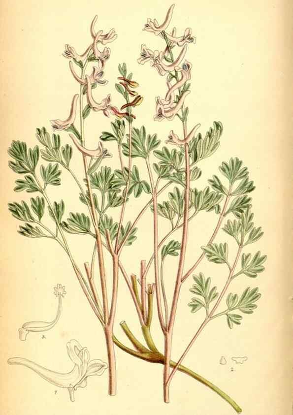 Reproducción/Reproduction 35029658800: Curtis's botanical magazine.. London ; New York [etc.] :Academic Press [etc.]