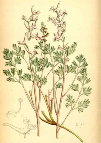 Reproducción/Reproduction 35029658800: Curtis's botanical magazine.. London ; New York [etc.] :Academic Press [etc.]