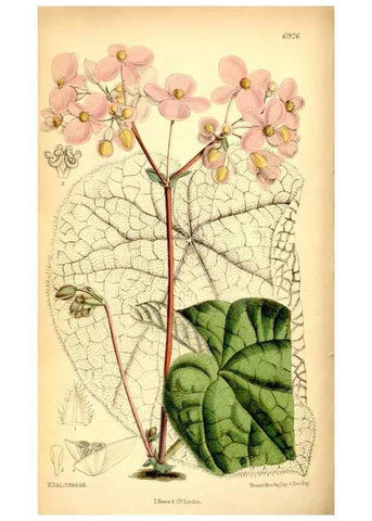 Reproducción/Reproduction 35029661870: Curtis's botanical magazine.. London ; New York [etc.] :Academic Press [etc.]