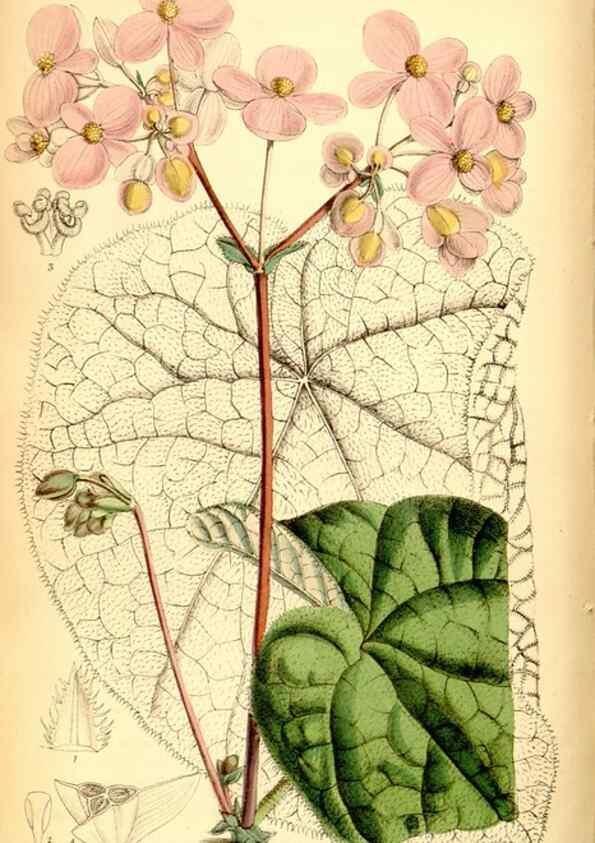 Reproducción/Reproduction 35029661870: Curtis's botanical magazine.. London ; New York [etc.] :Academic Press [etc.]
