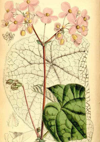 Reproducción/Reproduction 35029661870: Curtis's botanical magazine.. London ; New York [etc.] :Academic Press [etc.]