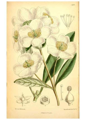 Reproducción/Reproduction 35286165451: Curtis's botanical magazine.. London ; New York [etc.] :Academic Press [etc.]