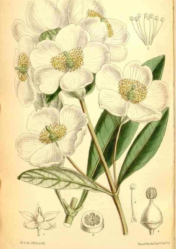 Reproducción/Reproduction 35286165451: Curtis's botanical magazine.. London ; New York [etc.] :Academic Press [etc.]