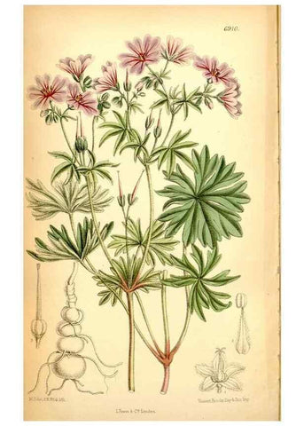 Reproducción/Reproduction 35286164111: Curtis's botanical magazine.. London ; New York [etc.] :Academic Press [etc.]