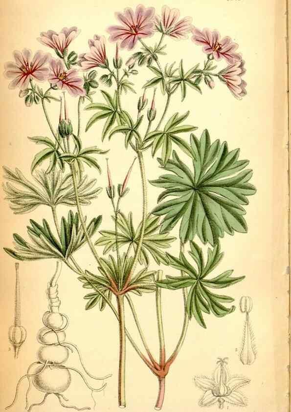 Reproducción/Reproduction 35286164111: Curtis's botanical magazine.. London ; New York [etc.] :Academic Press [etc.]