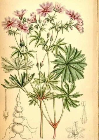 Reproducción/Reproduction 35286164111: Curtis's botanical magazine.. London ; New York [etc.] :Academic Press [etc.]