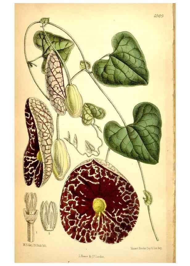 Reproducción/Reproduction 35286162951: Curtis's botanical magazine.. London ; New York [etc.] :Academic Press [etc.]