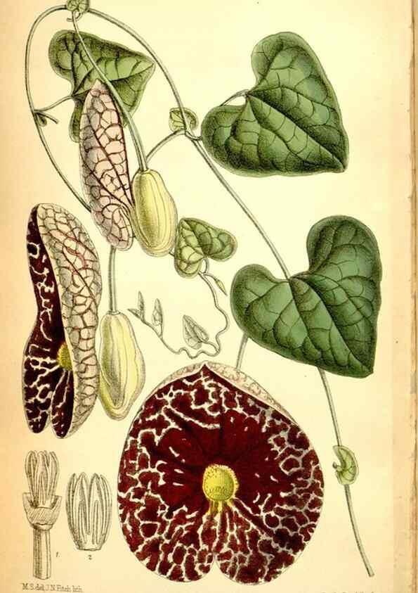 Reproducción/Reproduction 35286162951: Curtis's botanical magazine.. London ; New York [etc.] :Academic Press [etc.]
