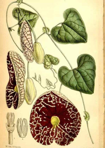 Reproducción/Reproduction 35286162951: Curtis's botanical magazine.. London ; New York [etc.] :Academic Press [etc.]
