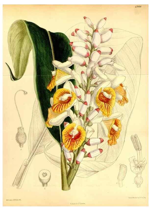 Reproducción/Reproduction 35286161541: Curtis's botanical magazine.. London ; New York [etc.] :Academic Press [etc.]