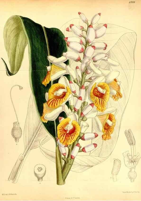 Reproducción/Reproduction 35286161541: Curtis's botanical magazine.. London ; New York [etc.] :Academic Press [etc.]