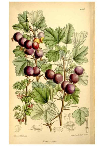 Reproducción/Reproduction 34606129663: Curtis's botanical magazine.. London ; New York [etc.] :Academic Press [etc.]