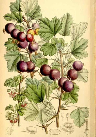 Reproducción/Reproduction 34606129663: Curtis's botanical magazine.. London ; New York [etc.] :Academic Press [etc.]