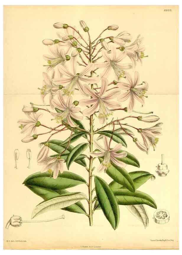Reproducción/Reproduction 35286120071: Curtis's botanical magazine.. London ; New York [etc.] :Academic Press [etc.]