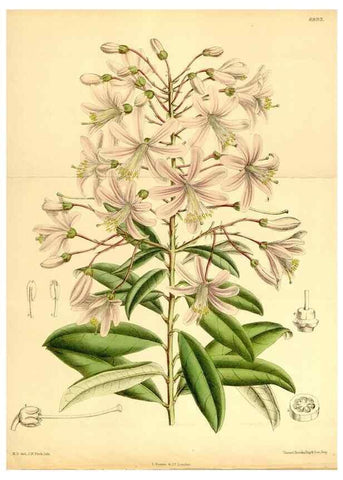 Reproducción/Reproduction 35286120071: Curtis's botanical magazine.. London ; New York [etc.] :Academic Press [etc.]