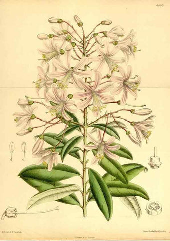 Reproducción/Reproduction 35286120071: Curtis's botanical magazine.. London ; New York [etc.] :Academic Press [etc.]