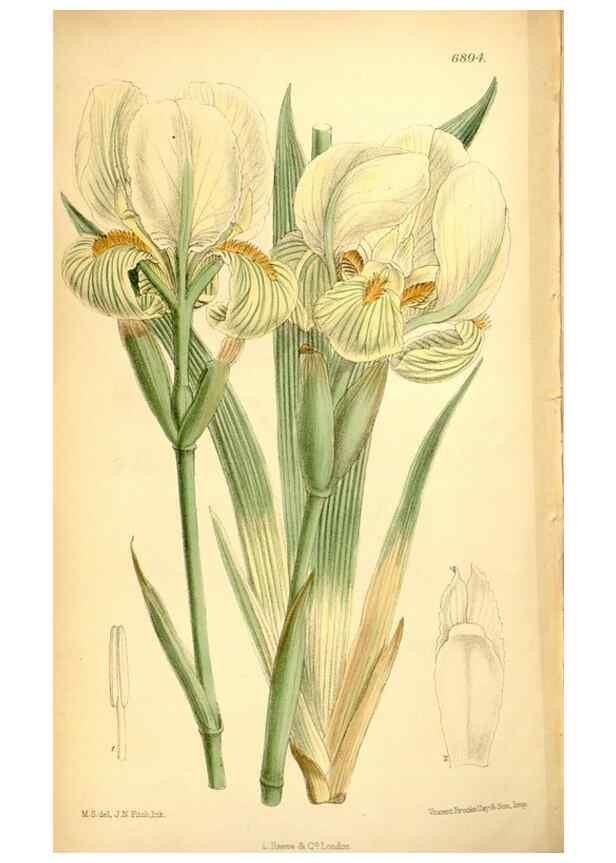 Reproducción/Reproduction 35286122251: Curtis's botanical magazine.. London ; New York [etc.] :Academic Press [etc.]