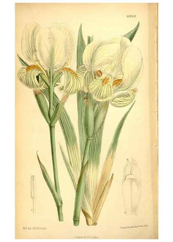 Reproducción/Reproduction 35286122251: Curtis's botanical magazine.. London ; New York [etc.] :Academic Press [etc.]