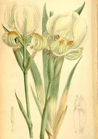 Reproducción/Reproduction 35286122251: Curtis's botanical magazine.. London ; New York [etc.] :Academic Press [etc.]