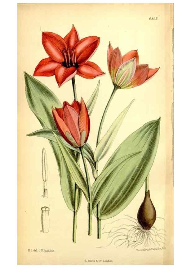 Reproducción/Reproduction 35376322416: Curtis's botanical magazine.. London ; New York [etc.] :Academic Press [etc.]
