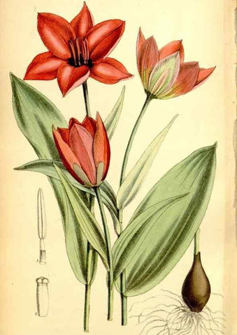 Reproducción/Reproduction 35376322416: Curtis's botanical magazine.. London ; New York [etc.] :Academic Press [etc.]