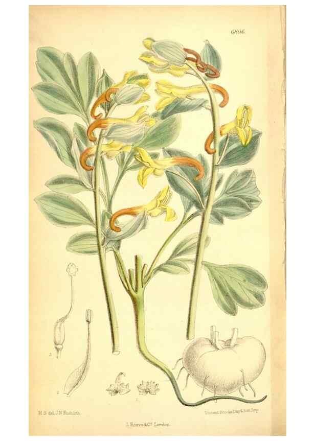 Reproducción/Reproduction 35028737180: Curtis's botanical magazine.. London ; New York [etc.] :Academic Press [etc.]