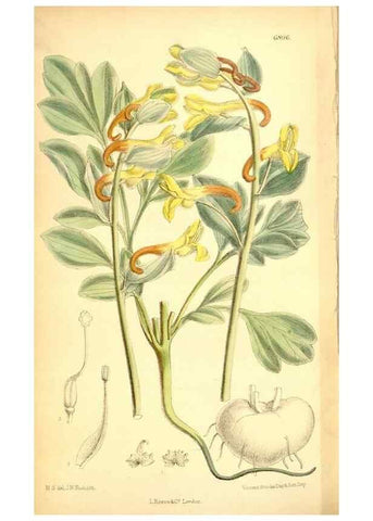 Reproducción/Reproduction 35028737180: Curtis's botanical magazine.. London ; New York [etc.] :Academic Press [etc.]