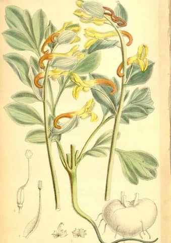 Reproducción/Reproduction 35028737180: Curtis's botanical magazine.. London ; New York [etc.] :Academic Press [etc.]
