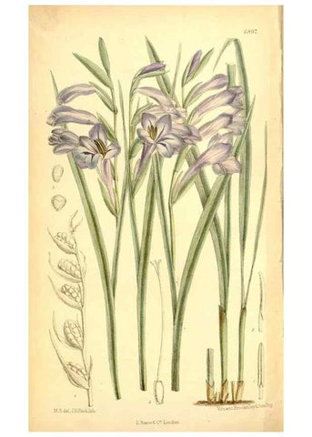 Reproducción/Reproduction 35376325896: Curtis's botanical magazine.. London ; New York [etc.] :Academic Press [etc.]