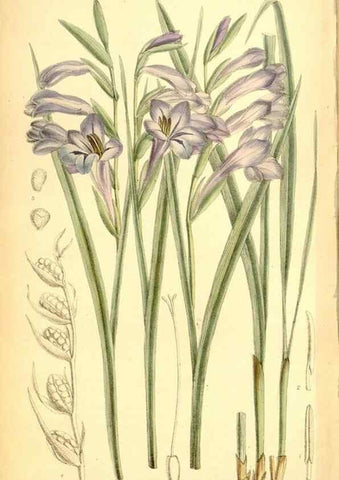 Reproducción/Reproduction 35376325896: Curtis's botanical magazine.. London ; New York [etc.] :Academic Press [etc.]