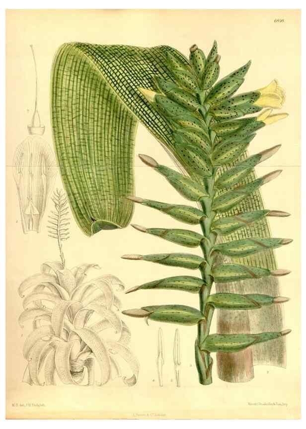 Reproducción/Reproduction 35376327396: Curtis's botanical magazine.. London ; New York [etc.] :Academic Press [etc.]