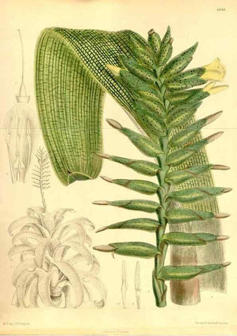 Reproducción/Reproduction 35376327396: Curtis's botanical magazine.. London ; New York [etc.] :Academic Press [etc.]