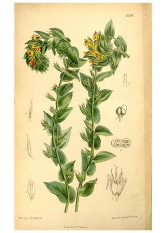 Reproducción/Reproduction 35286113691: Curtis's botanical magazine.. London ; New York [etc.] :Academic Press [etc.]