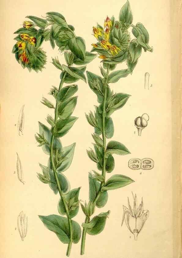 Reproducción/Reproduction 35286113691: Curtis's botanical magazine.. London ; New York [etc.] :Academic Press [etc.]